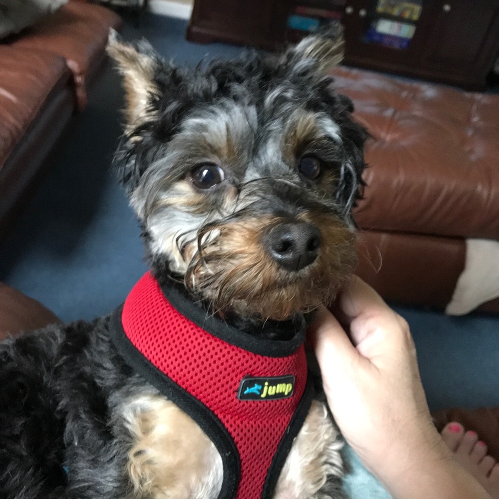 Meet your Posher, Allison